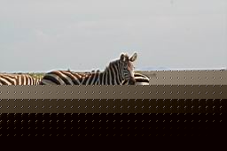 58.jpg
